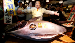 Chủ nhà hàng sushi gây sốc khi bỏ hơn 14 tỷ đồng mua 1 con cá ngừ